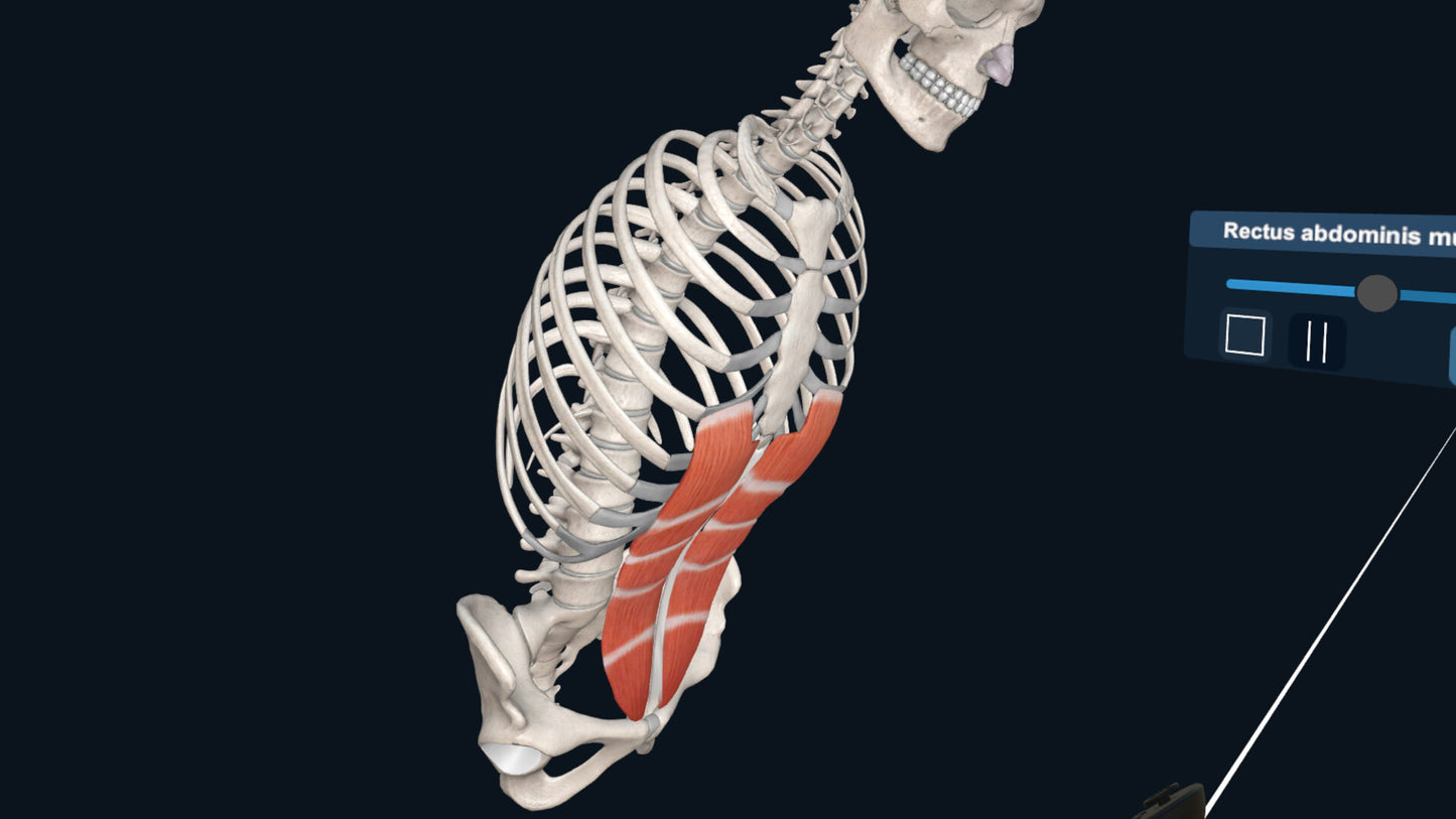 3D Organon XR