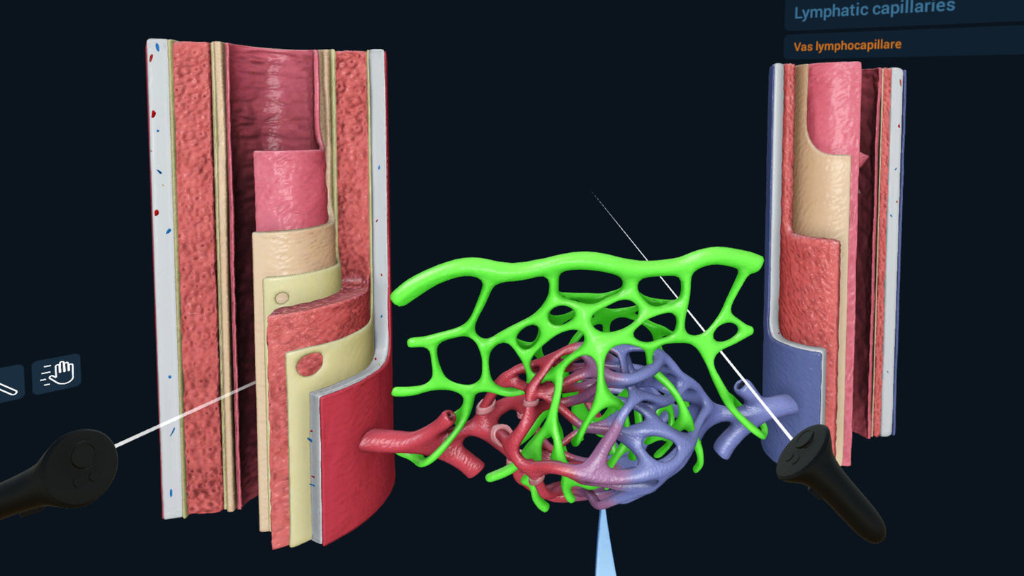 3D Organon XR