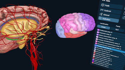 3D Organon XR