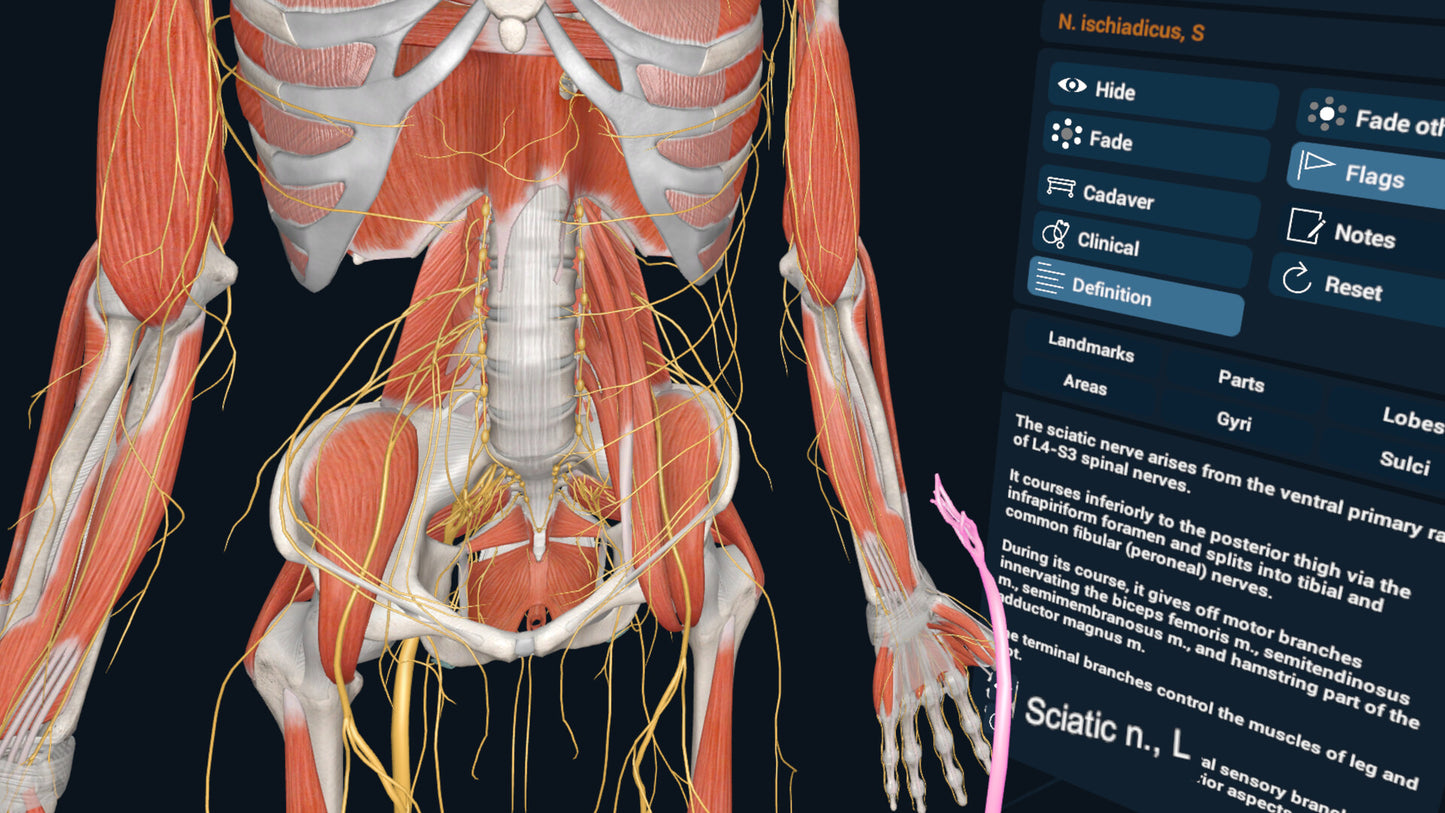 3D Organon XR