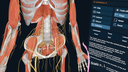 3D Organon XR