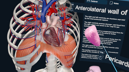 3D Organon XR